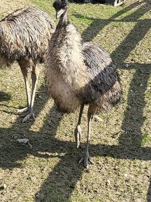 Pštros emu hnedy -mláďatá - 7