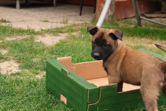 Belgický ovčák Malinois s PP po Edward Ad-Gür - 7