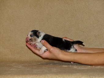 Australský ovčák s PP - štěňata - 7