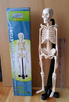 ľudská kostra az 46cm model na stôl - 7