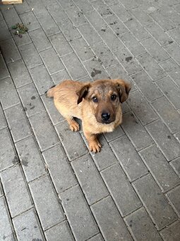 Darujem šteniatko - 7