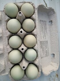 Násadové vajcia zelené - 7