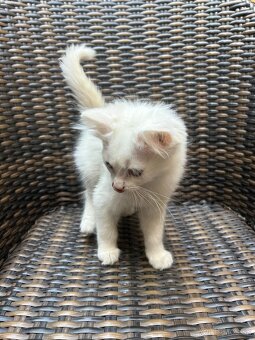 predám biele mačiatka Turecká angora - 7