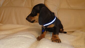 Jazvečik trpasličí hladkosrsty králičí psík - 7