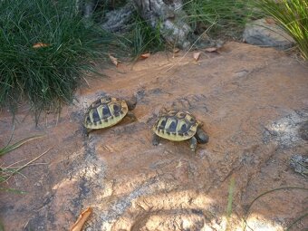 Testudo hermanni - 7