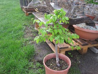 bonsai,bonsaj-hrab 5 - 7