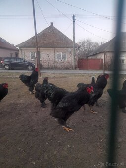 Brahmanka veľká - 7