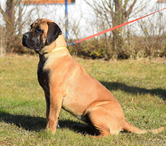 BOERBOEL BALLOTADA -2 FENY-10 MĚSÍCŮ-garance DKK,DLK,OCD - 7