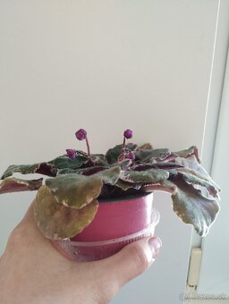 Panašovanu africká fialka (Saintpaulia variegata) - 7