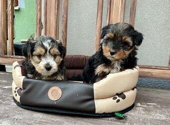 Yorkshire terrier - 7