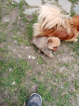 Oranžový špic - pomeranian - 7