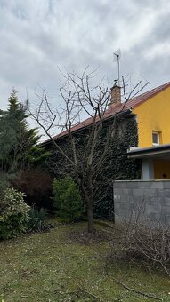 Záhradnícke práce, úpravy a rekonštrukcie záhrad - Košice - 7