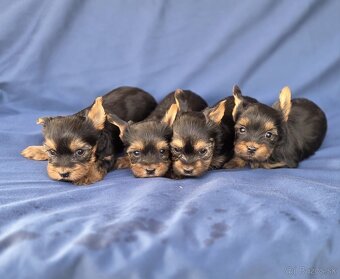 Yorkshirsky terier - 7