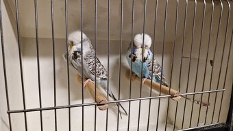 Vystavne Andulky - 7