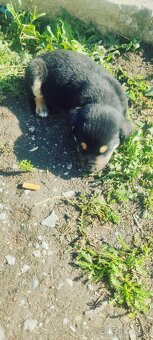 Dobry den darujem krasne steniatka su 2 mesacne - 7
