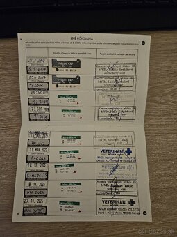 Darujem dvoch kocúrkov - 7