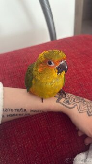 Alexander malý , aratinga slnečná KROTKY - 7