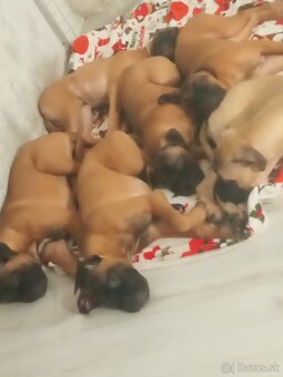 Bulmastif šteniatka🥰 - 7