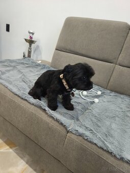 Black Yorkshire terrier - 7