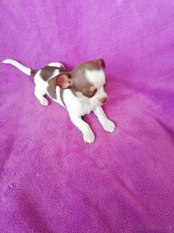 Čivava krátkosrstá - 7