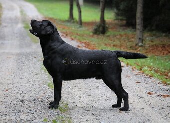 Labrador retriever - 7