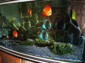 Akvarium komplet s rybami aj s prislusenstvom - 7