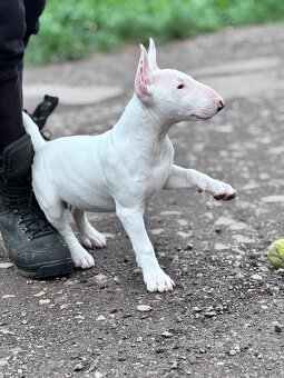 Miniatúrny bullterrier/ bullterier/bulterier - 7