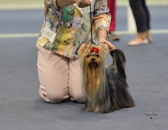YORKSHIRE TERRIER s PP rodokmenom - yorkshirsky terier - 7
