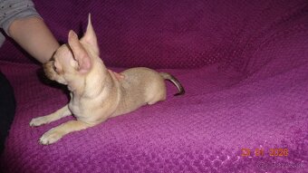 čivava krátkosrstá - 7