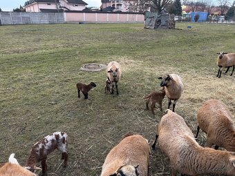 Predám Kamerunske jahňatá - 7