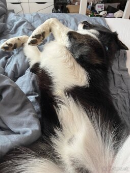 Husky / Border kólia - 7