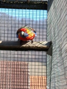 Rozely Adelaidské - 7