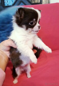 Čivava  dlhosrstá   -  1psík + 1fenka - 7