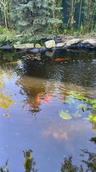 Jazierkové rybyčky,karas,koi..... - 7