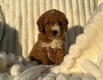 Red Maltipoo Kiskutyák - 7