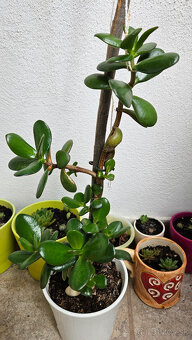 Rastlina tučnolist, priemer kvetináča cca 13 cm - 7