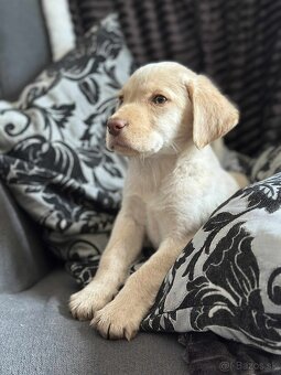 Šteniatka labrador a biely chlapec IHNEĎ - 7