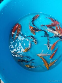 Koi kapre - 7