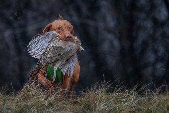Maďarská vyžla-prijímam rezervácie na šteniatka - 7