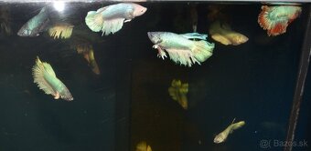 Spoločenské rybky dovoz 9.11 RK-BB - 7