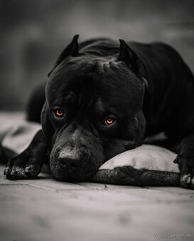 American bully XL, pitbull xxl - 7
