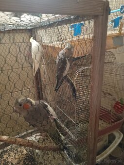 Predám korely aj andulky - 7