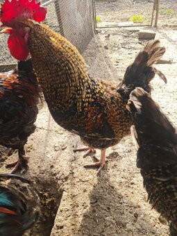 Predám kohútov - 7