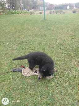 Šteniatka nemecký ovčiak - 7