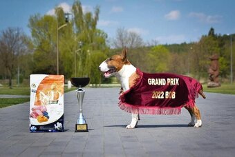 Mini bullterier / Miniature Bullterrier - psík - 7