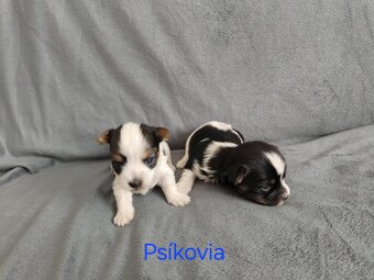 Ponúkam rezerváciu na šteniatka yorkshirsky teriér biewer - 7