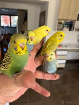 Andulka  mlada Maznačik - 7