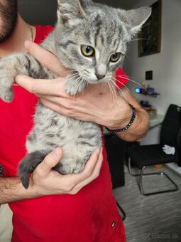 Podarujeme mačiatko - 7