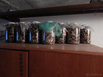 Predám sušené dubáky. - 7