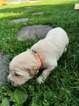 Zlatý retriever šteniatka - 7